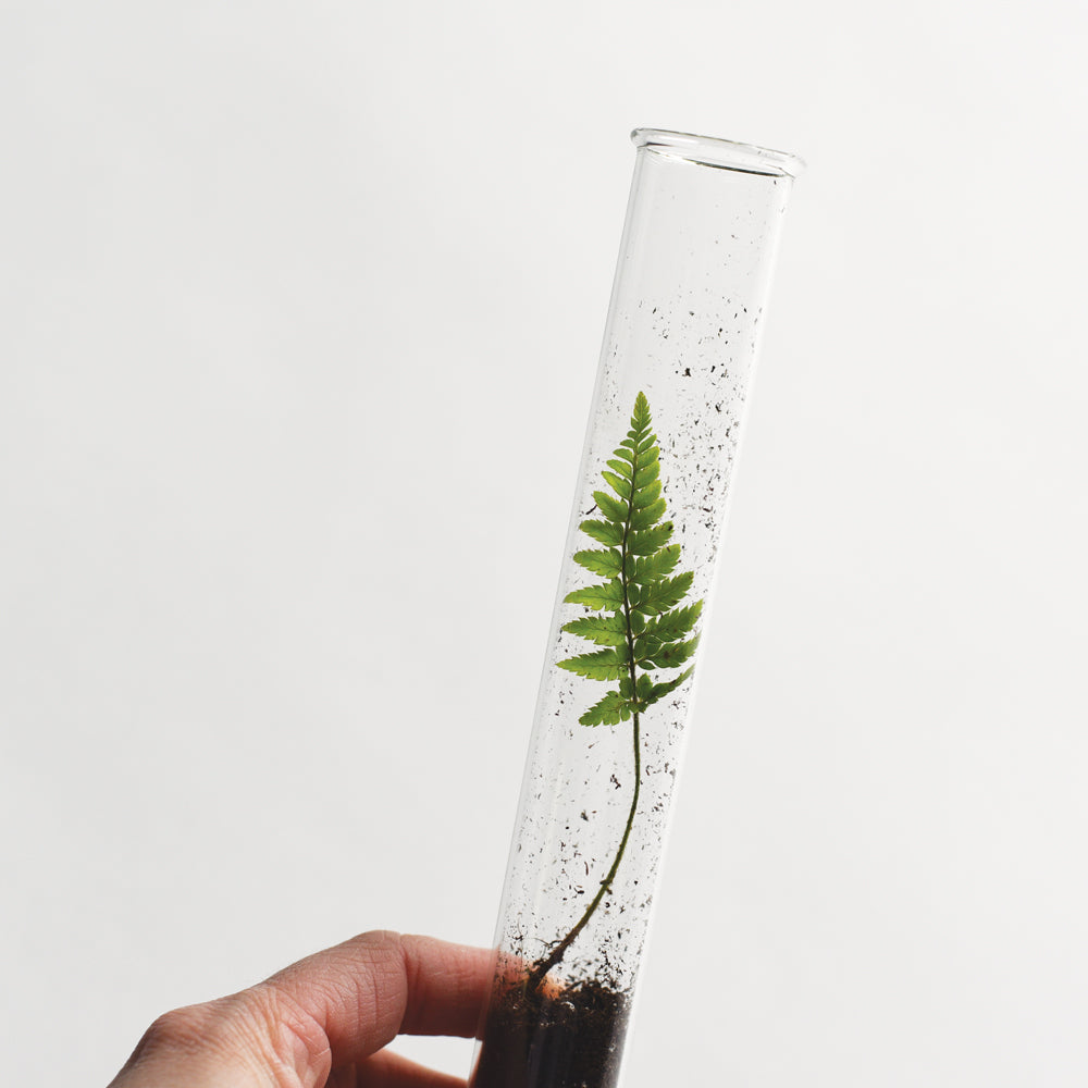 Seed Pods Pencil Terrarium
