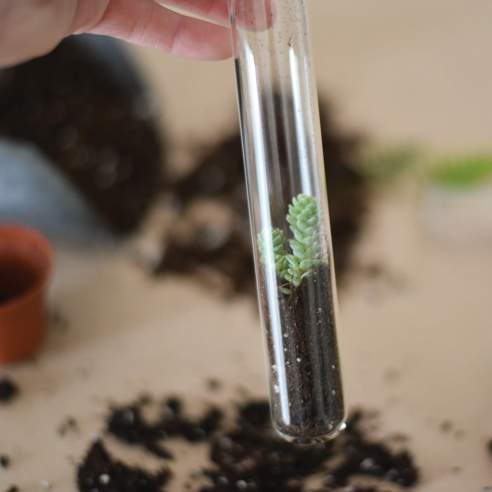 Wildflower Pencil Terrarium