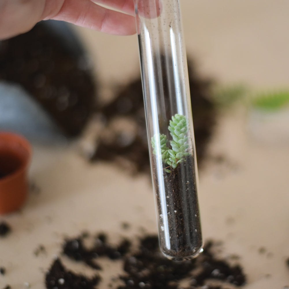 Tea Garden Pencil Terrarium