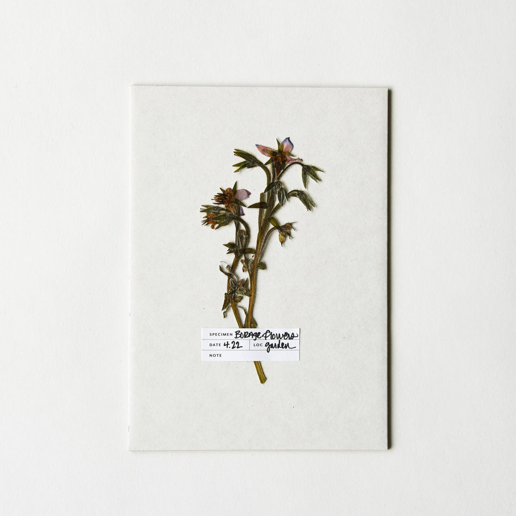 Botanical Specimen Labels - 36 labels