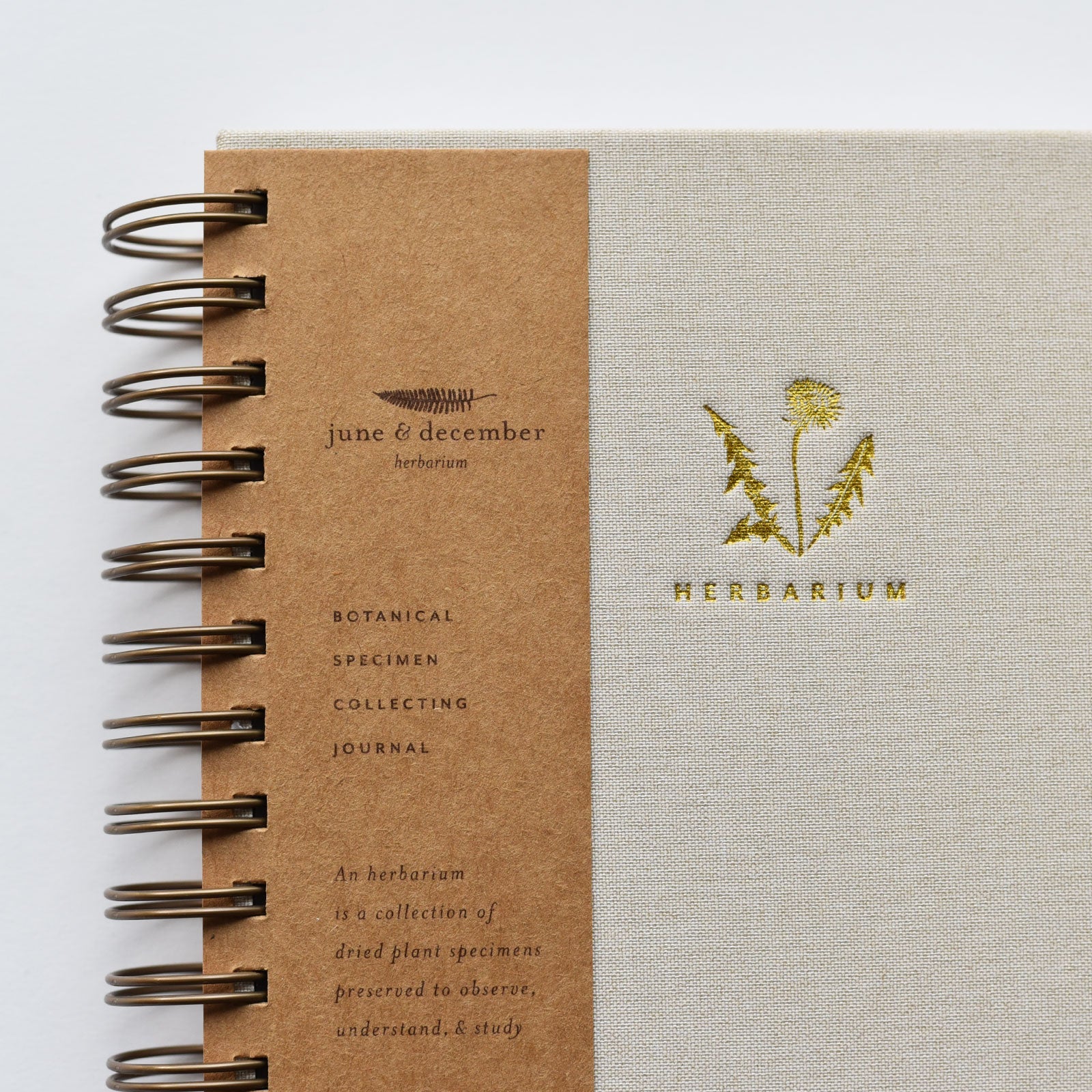 Dandelion Herbarium Journal : Mushroom Gill Cream