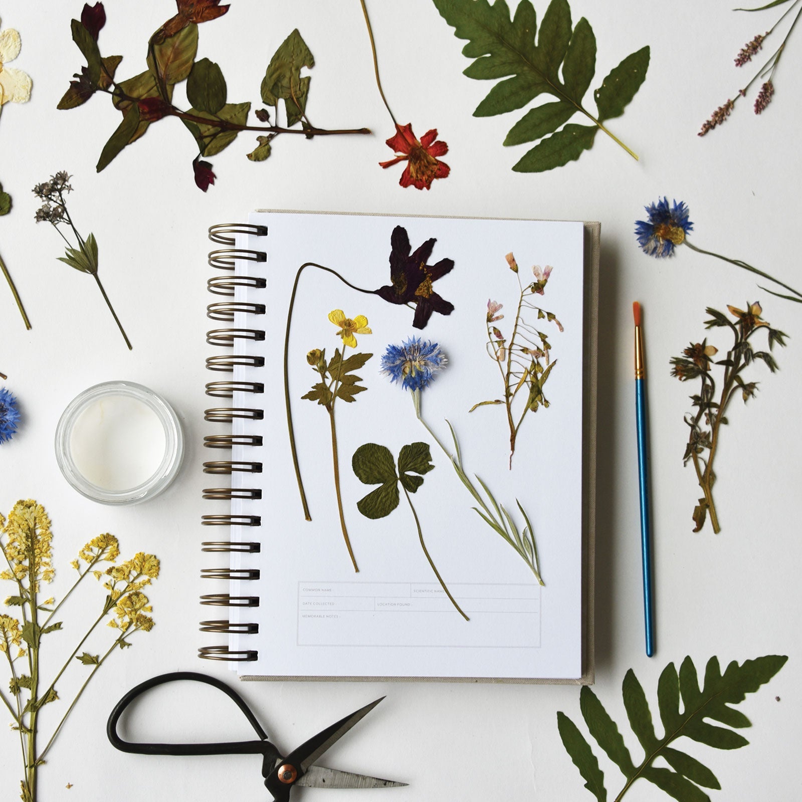 Dandelion Herbarium Journal : Mushroom Gill Cream