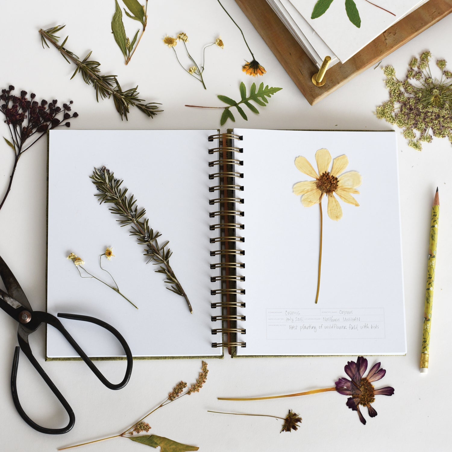Fern Herbarium Journal : Forest Green