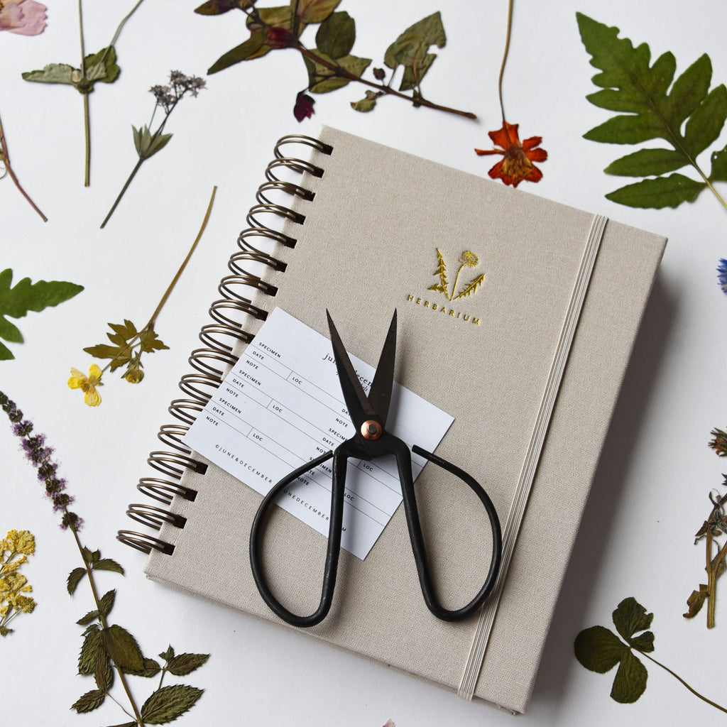 Dandelion Herbarium Journal : Mushroom Gill Cream