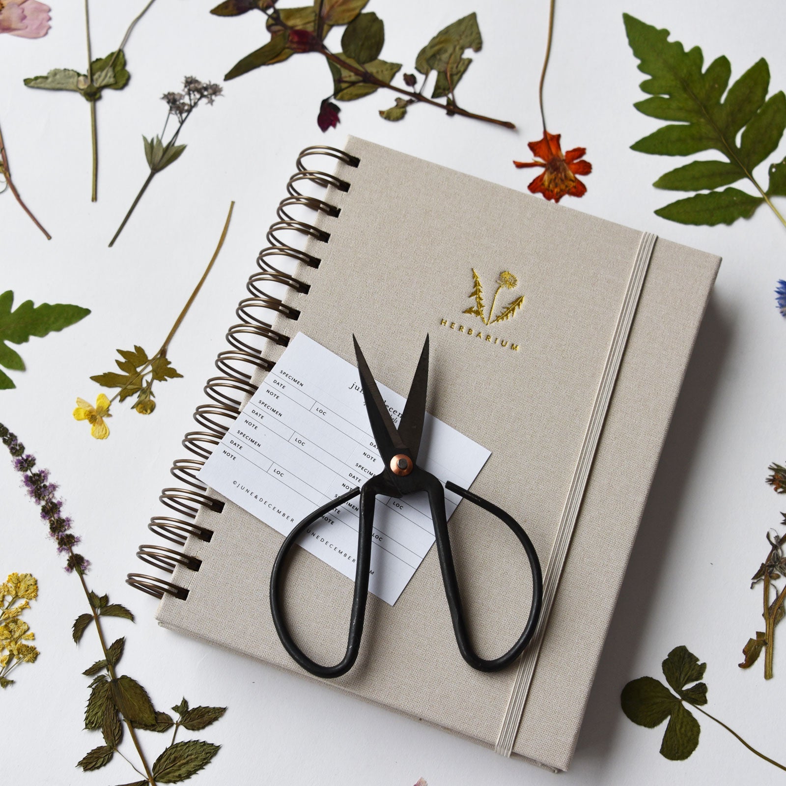 Dandelion Herbarium Journal : Mushroom Gill Cream