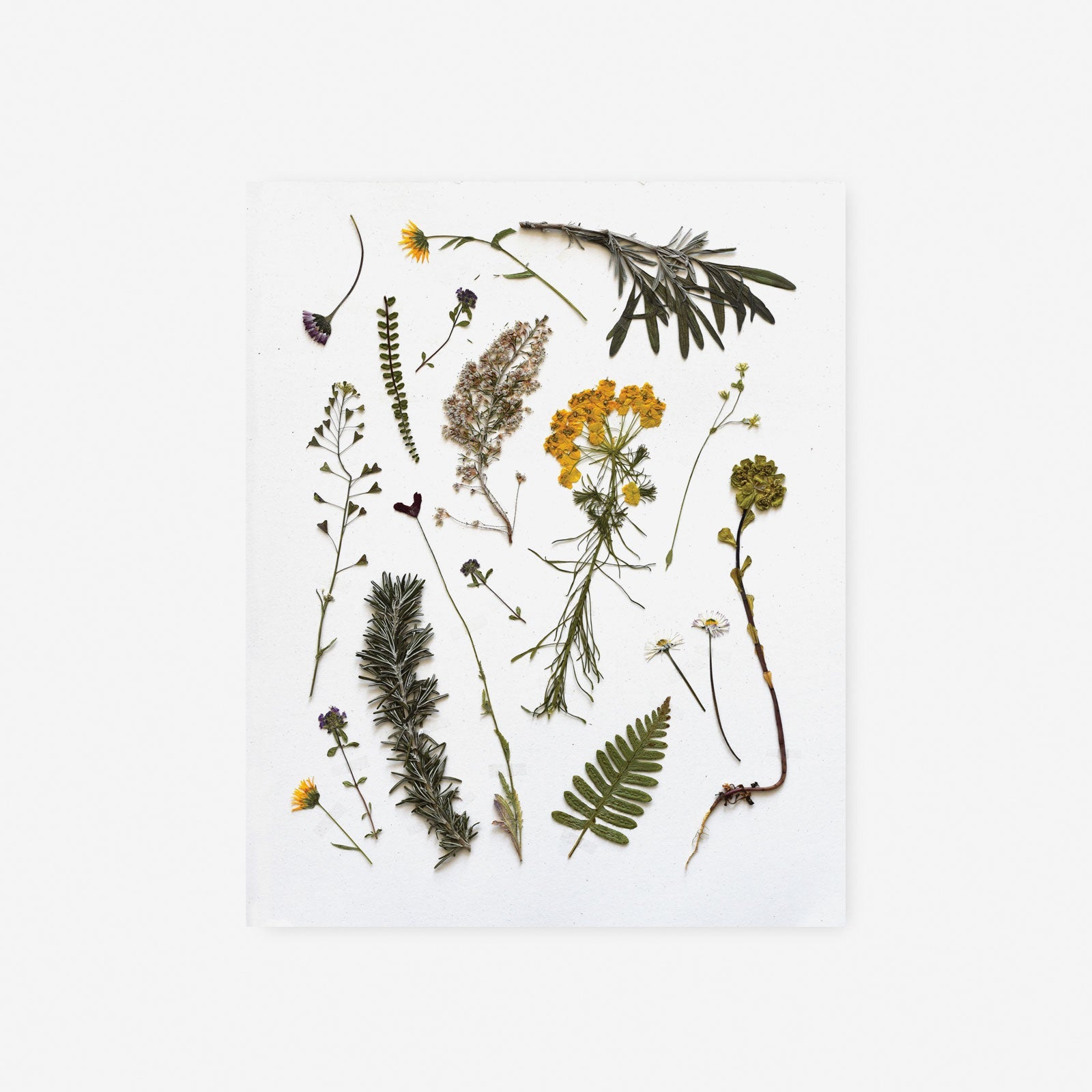 Pressed Olive Grove Pretties Art Print