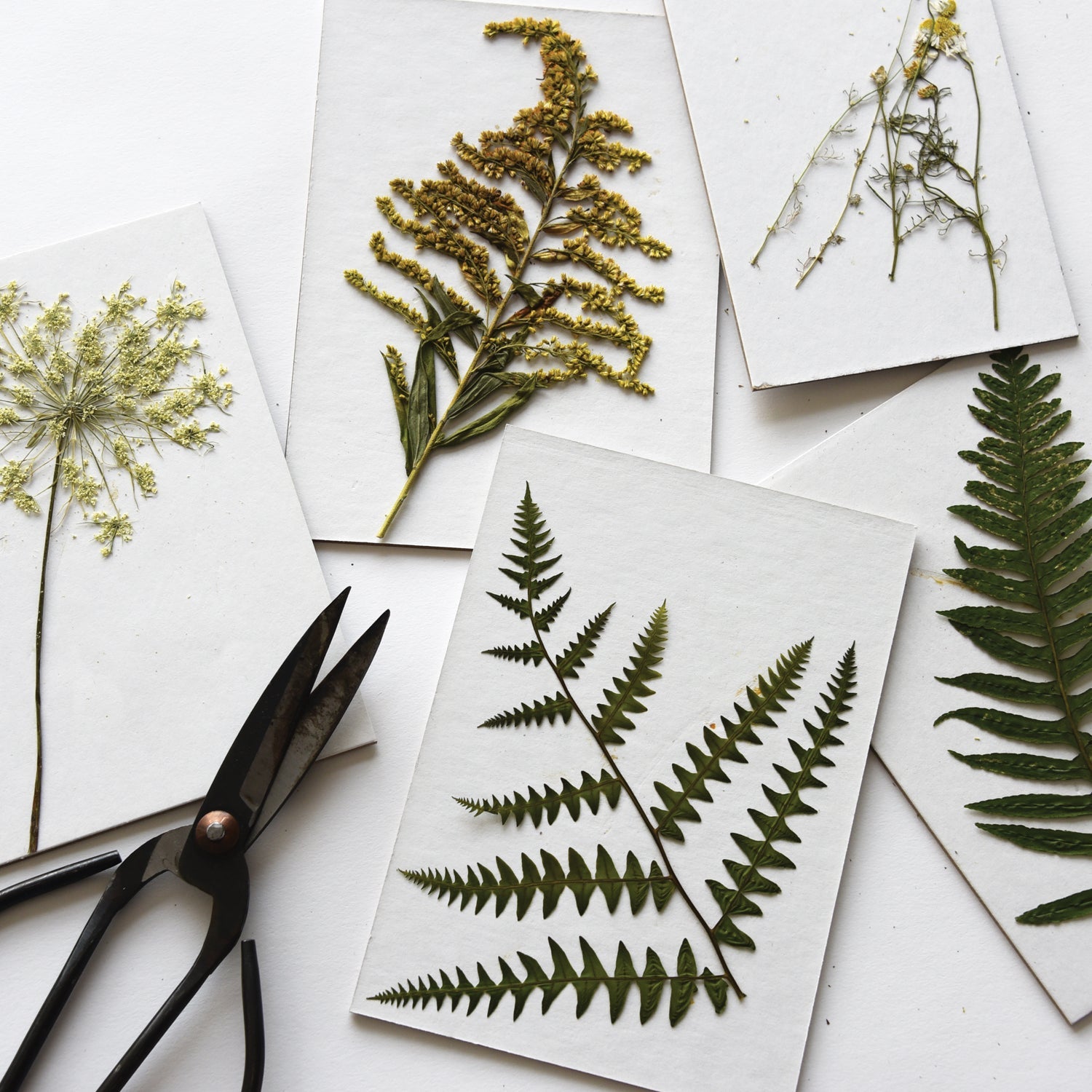 Heirloom Flower Press : 6x8