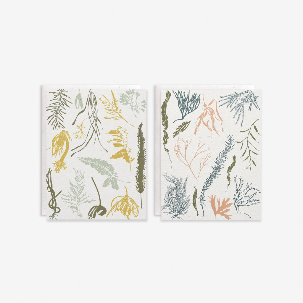 Seaweeds of the Atlantic + Pacific Box Set