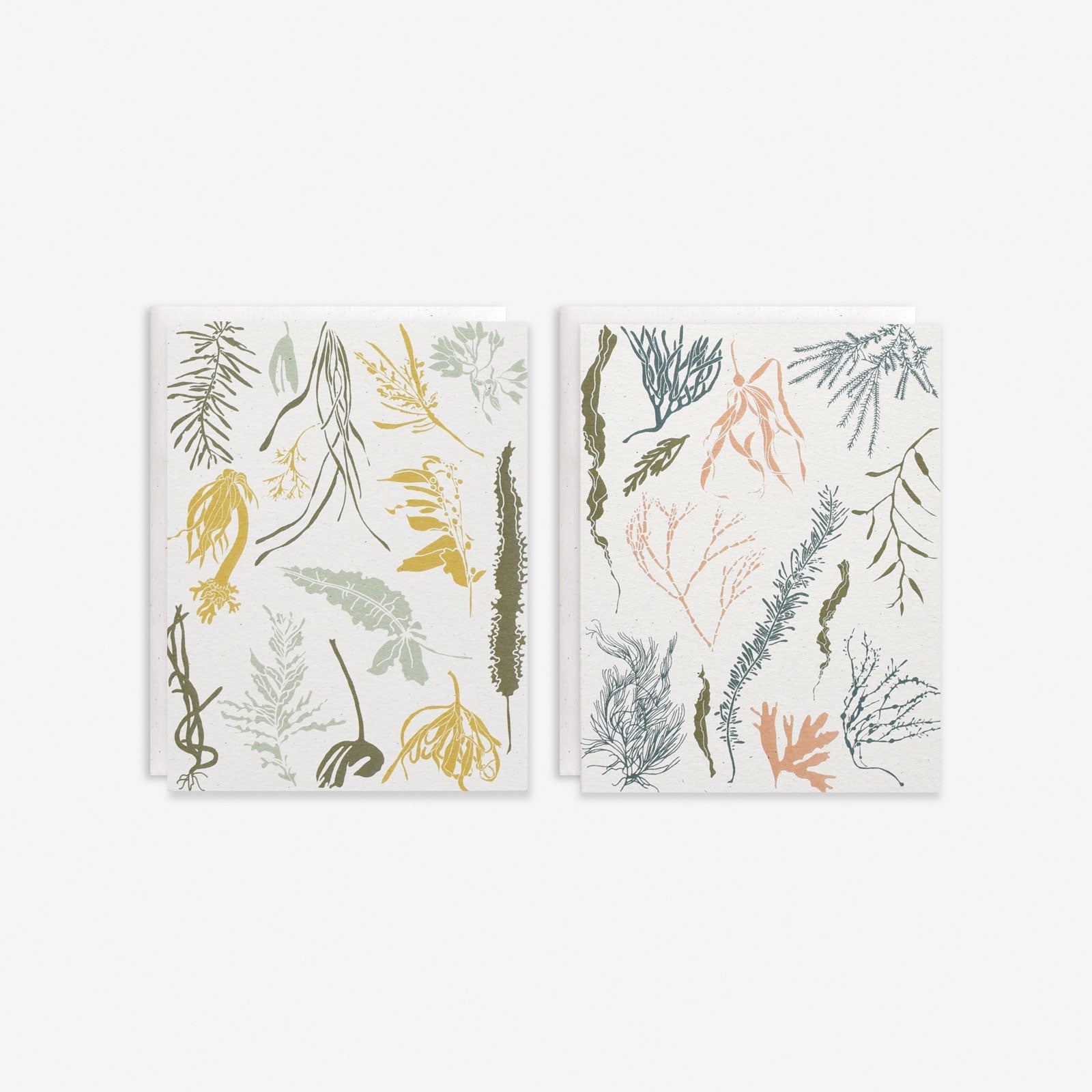 Seaweeds of the Atlantic + Pacific Box Set