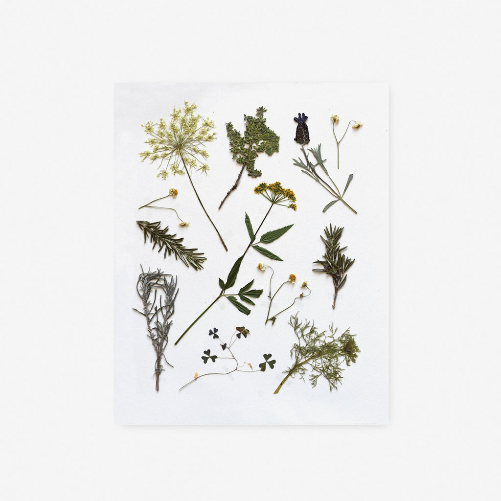 Pressed Herb Sprigs Art Print