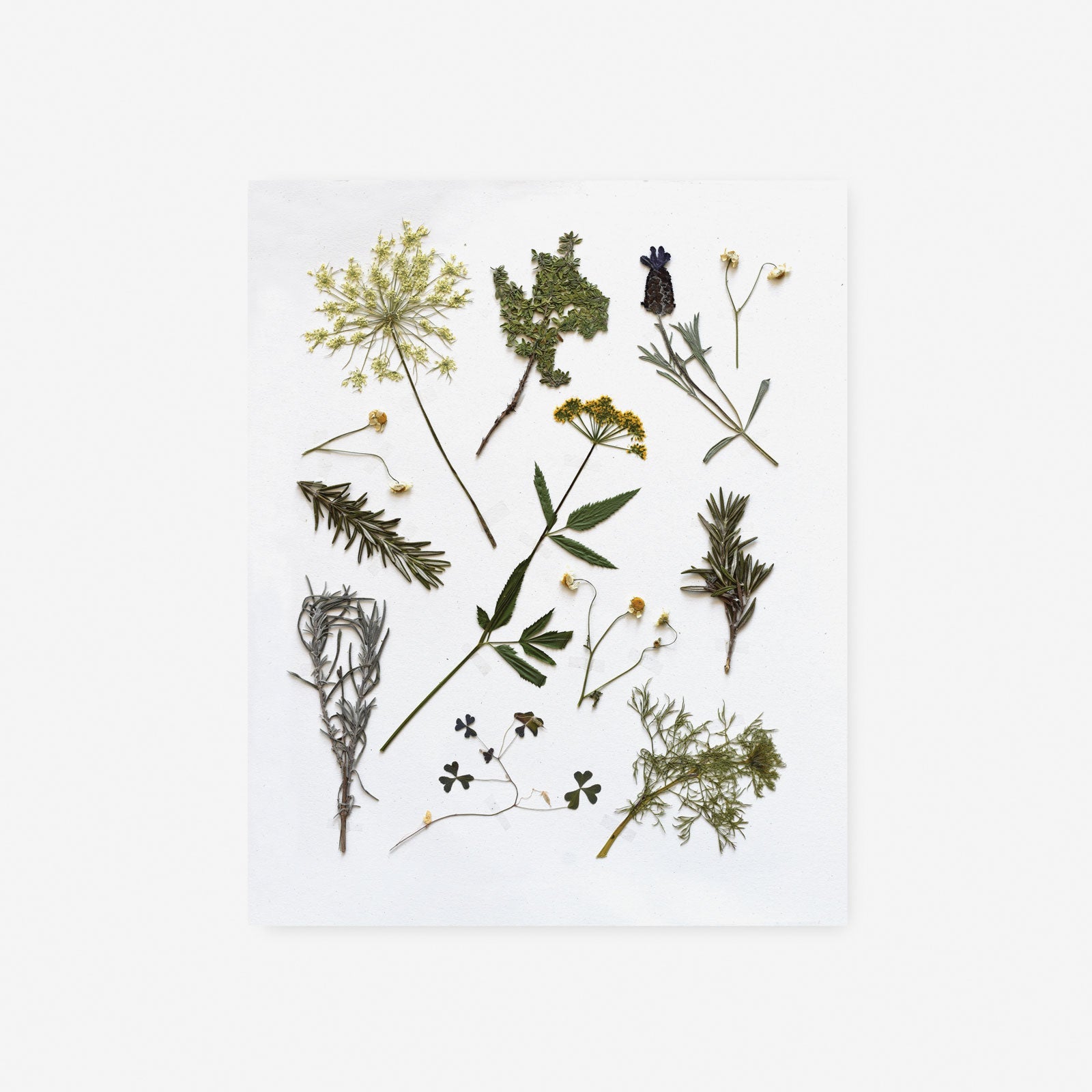 Pressed Herb Sprigs Art Print