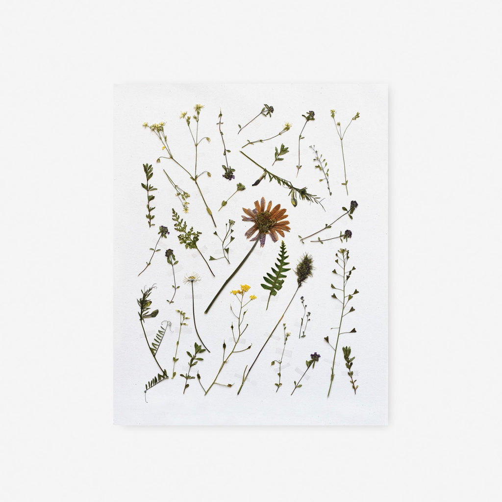 Pressed Italian Wild Sprigs Art Print