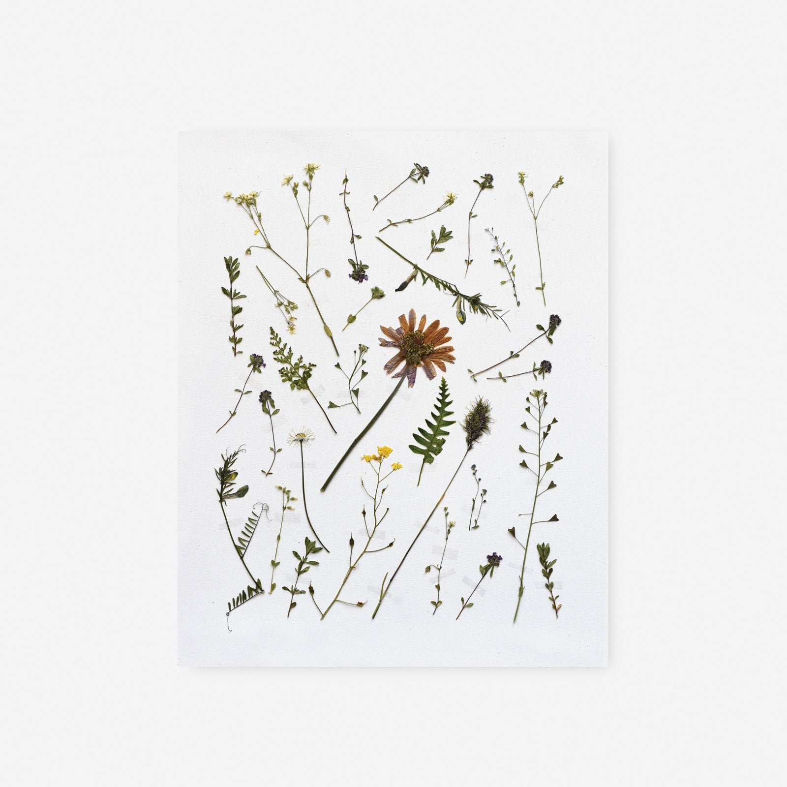 Pressed Italian Wild Sprigs Art Print